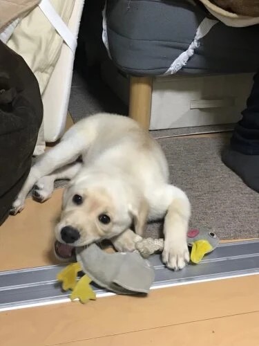 家にきたころの「やつはし」