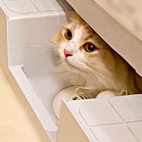 顔をひょっこりのぞかせていた場所とは…（画像提供：を子さん）