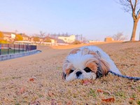 「一緒に遊ぼう？」 ズシくんの健気なアピールにきゅん（画像提供：シーズーのズシさん）