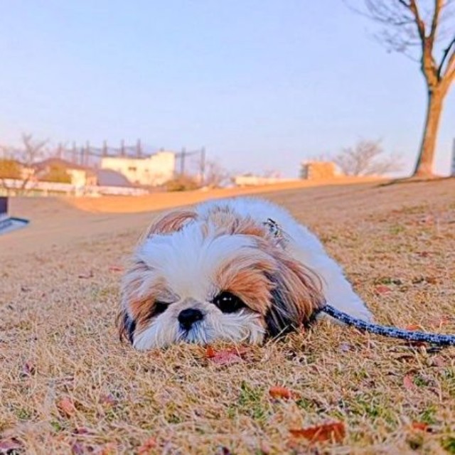 「一緒に遊ぼう？」 ズシくんの健気なアピールにきゅん（画像提供：シーズーのズシさん）