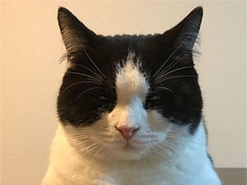 ウトウトまどろんでるブリティッシュショートヘアの「かい」　