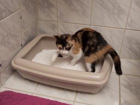 猫がトイレの外で排泄してしまう！　まず健康チェック、次に粗相かマーキングかを確認