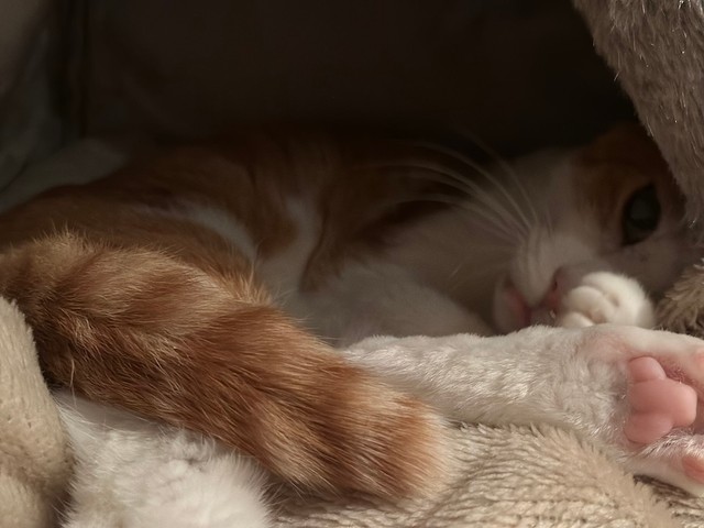 新入りの元保護猫、ラィアンくん（画像提供：パクもりさん）