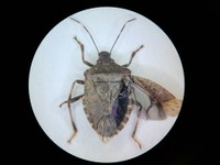 クサギカメムシ　【提供】香川県農業試験場病害虫防除所