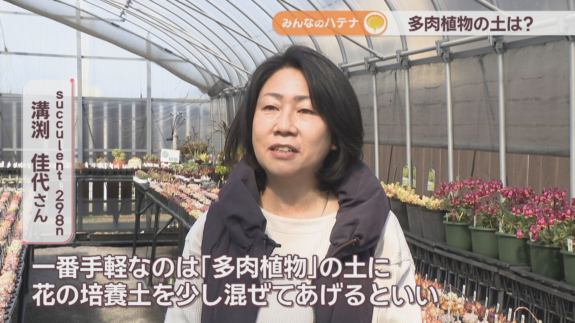 多肉植物の水やり頻度は?土は何がいい? 多肉植物の専門店に聞いてみた