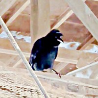 従業員そっくり！ カラスの掛け声に牛も「モウー」と反応（画像提供：もみのきさん）