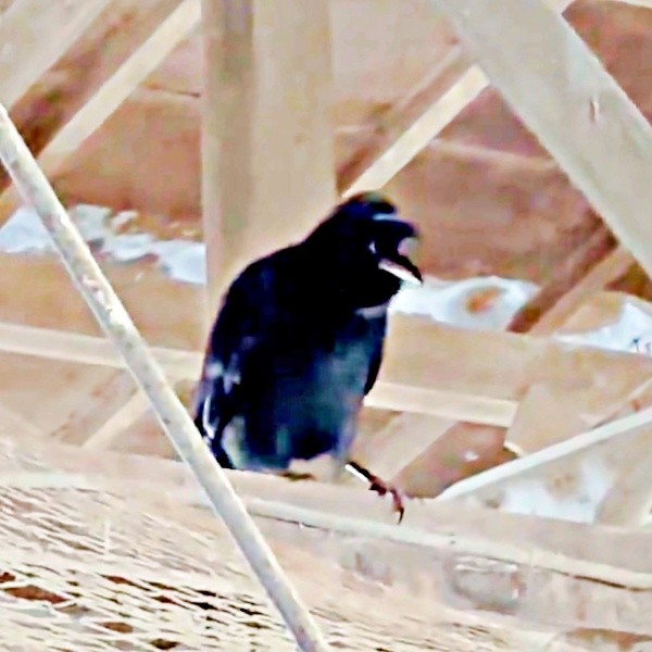 従業員そっくり！ カラスの掛け声に牛も「モウー」と反応（画像提供：もみのきさん）