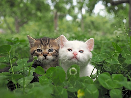 猫に好意寄せ、じっと撮影…恋愛のよう　岩合光昭さんに聞く