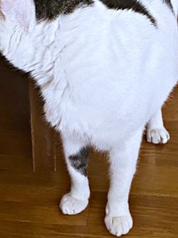 右前足に注目！ 縞模様が愛らしいしょうたくん（画像提供：きよダブシャインさん）