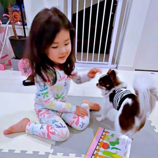 大好きなお姉ちゃんのそばにやって来たうにくん（画像提供：チワワのうに: uniさん）