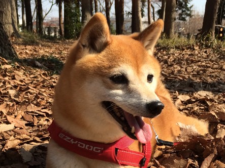 シバイヌゆずちゃんの大好物は、ごはんに納豆、焼き魚…の純和食