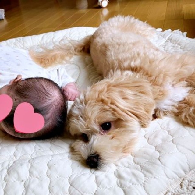 赤ちゃんと添い寝するきぬくん（画像提供：きぬさん）