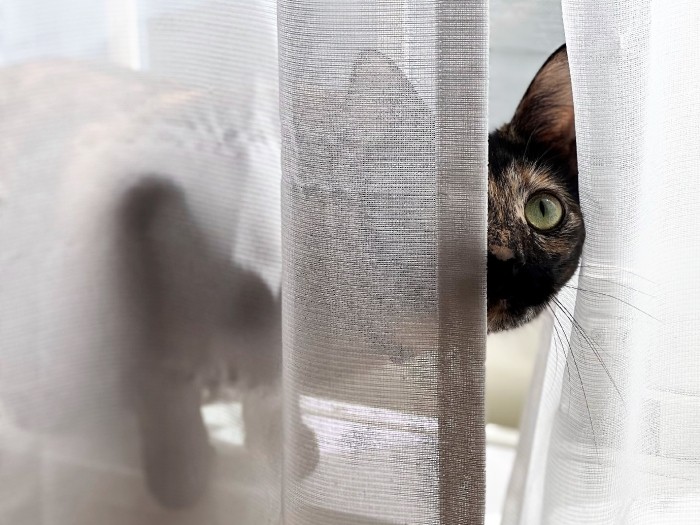 甘え上手の墨（ゆりさん提供）

