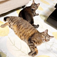 床暖房で温まる（手前）楓ちゃん、（奥）椿ちゃん（画像提供：ねここさん）