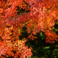 紅葉　※画像はイメージです（RK-79-2/stock.adobe.com）
