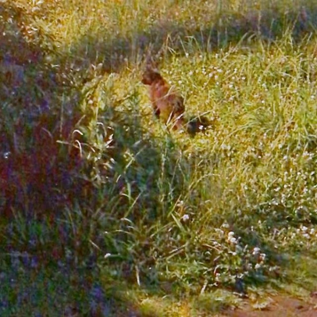 初めて出会ったとき。生後推定2、3カ月だったかのさん（画像提供：雲母あおさん）