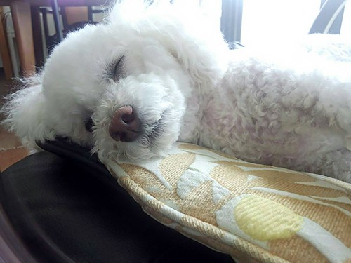 来客、大歓迎！ トイプーのラテが玄関でお出迎え