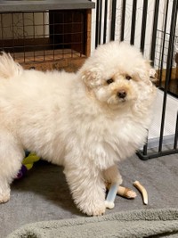 「ブラシするよ〜」とブラシを見せたらこのお顔＝ぺんたさん（@penta_pomepu）提供