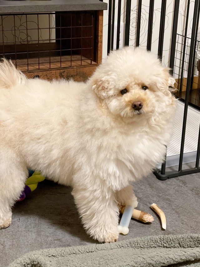 「ブラシするよ〜」とブラシを見せたらこのお顔＝ぺんたさん（@penta_pomepu）提供