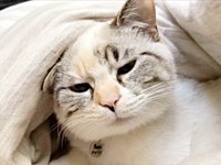 『あくび寸前』な口元はこれ。小さいころのルールーちゃん（画像提供：kaoruさん）