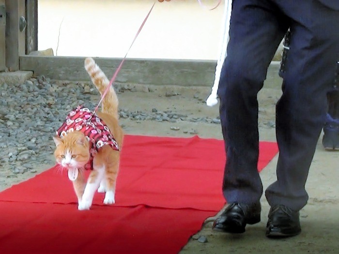 お供を従え赤じゅうたんを歩いて入城する、さんじゅーろー＝高梁市の備中松山城