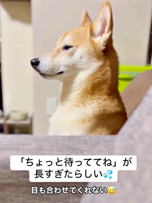 怒って目を合わせてくれない虎徹さん（画像提供：柴犬 虎徹さん）