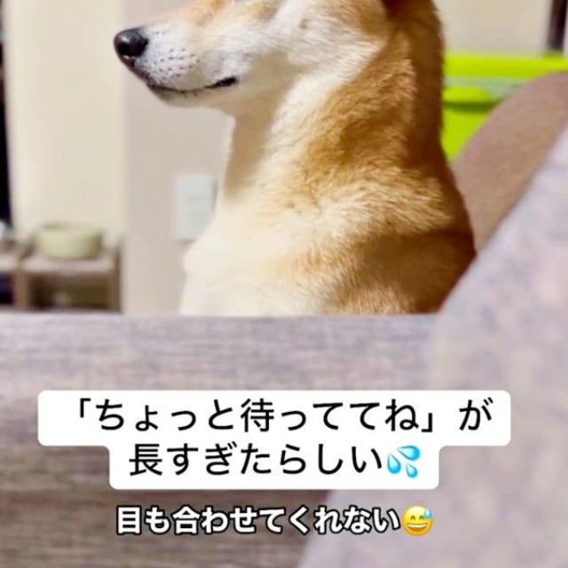 怒って目を合わせてくれない虎徹さん（画像提供：柴犬 虎徹さん）
