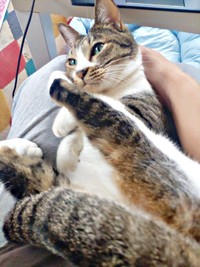 膝上でゴロン！ 甘えん坊なところもかわいいティダさん（画像提供：むうむうとネコさん）