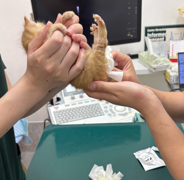 生後間もない子猫は自力で排尿や排便ができず、体温調節も苦手（れんげさん提供）