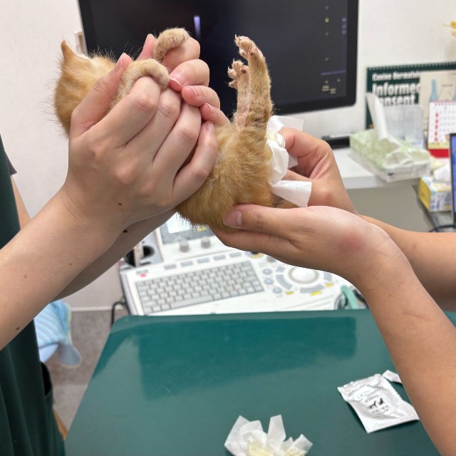 生後間もない子猫は自力で排尿や排便ができず、体温調節も苦手（れんげさん提供）