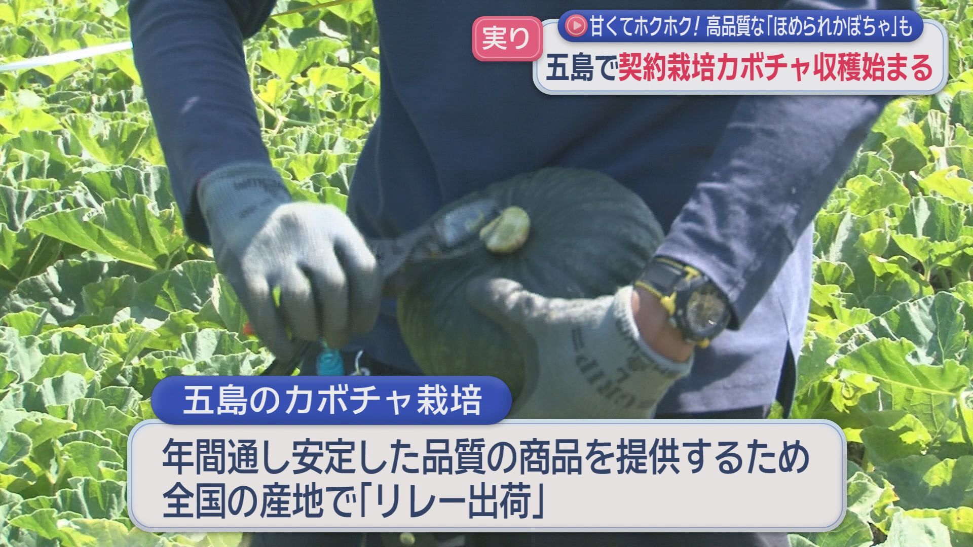 五島で契約栽培かぼちゃの収穫始まる 高品質な｢ほめられかぼちゃ｣も(4
