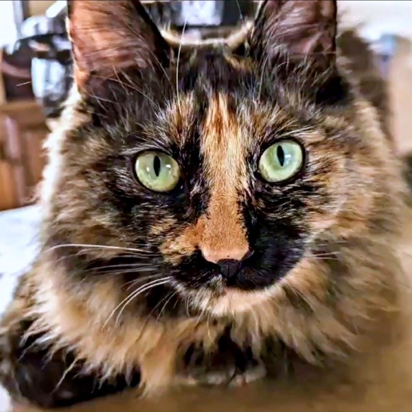 神秘的な瞳と長毛サビ柄がゴージャスなみたらしちゃん（画像提供：少年さん）