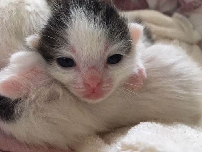 生まれて間もない頃のロロ。小せぇー！
（＠haollinさん提供）
