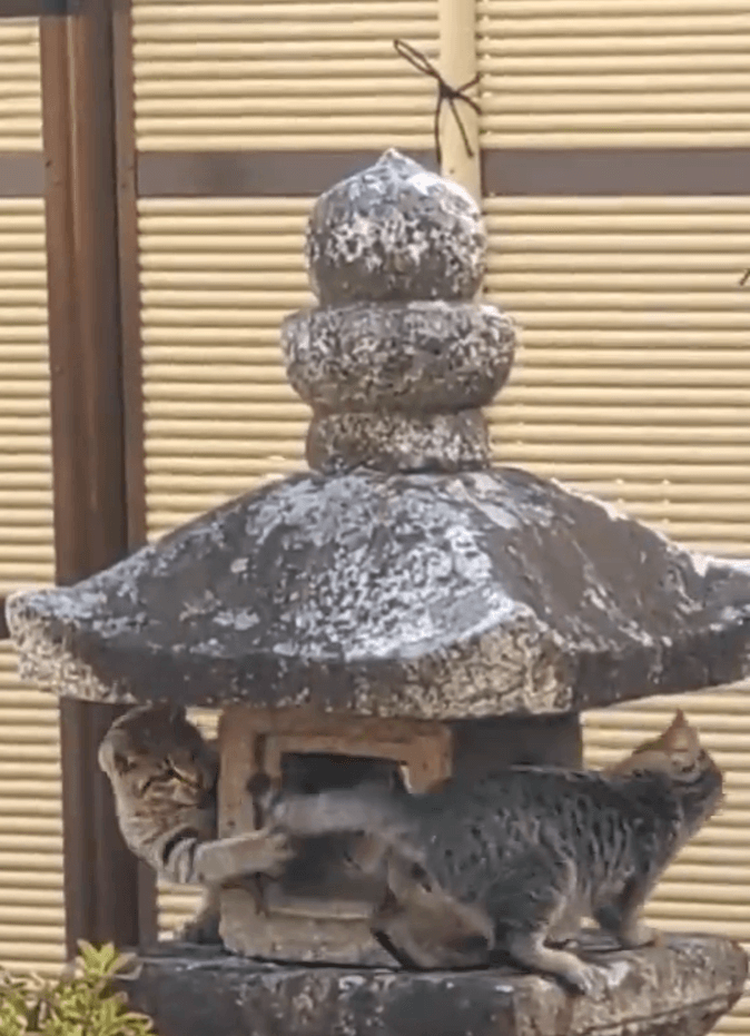 猫の永久機関誕生（住職提供）