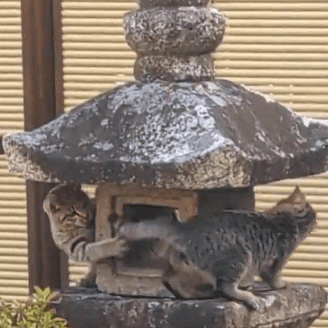 猫の永久機関誕生（住職提供）