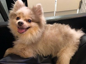 会った瞬間「大好き!!」と言ってくれた　チュー魔で愛情いっぱいのポメ「アズール」