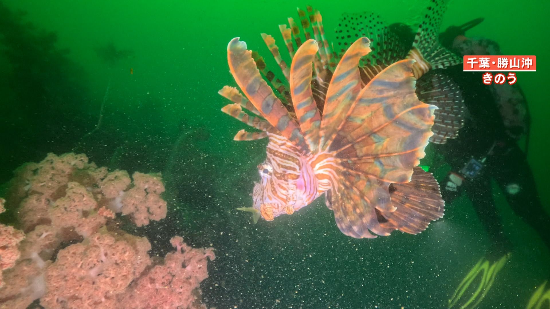 異変】まるで“南国の海”東京湾でサンゴ繁殖 カラフルな魚・巨大化も…漁師悲鳴「魚取れない」 | めざましmedia