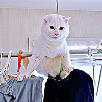 「病院、行かない！」 物干しの上に逃げたあなごさん（画像提供：Hirokoさん）