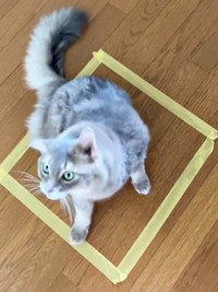 魔法陣にすんなり入った凛ちゃん（画像提供：石油王さん）