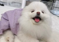 笑顔も可愛い＝ルル真っ白ポメラニアンの女の子さん（@lulu_lu_0607）提供