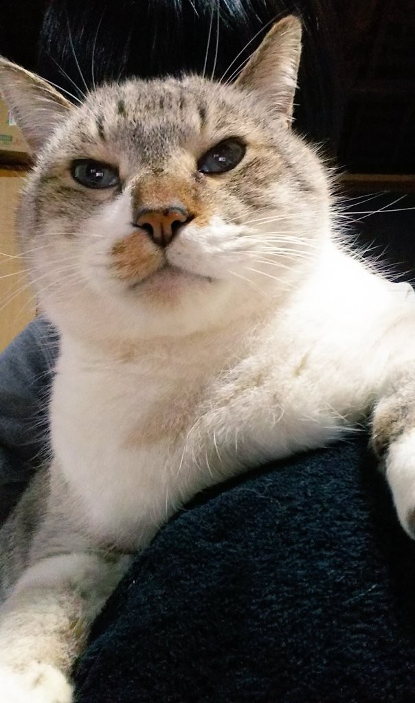 全長99.5cm 猫皮 三味線 響きわたる