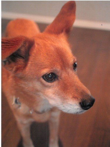 「食べるのは、だーい好き」