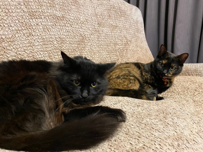 「黒猫ジジのことは少しなめてんの」（辻さん提供）