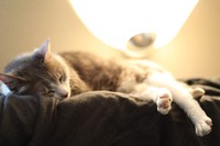 こちらがモデルになったホイップシュガーさんちの猫ちゃん（ホイップシュガーさん提供）