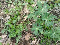 右がトリカブト。左がヨモギ（のんさん提供）