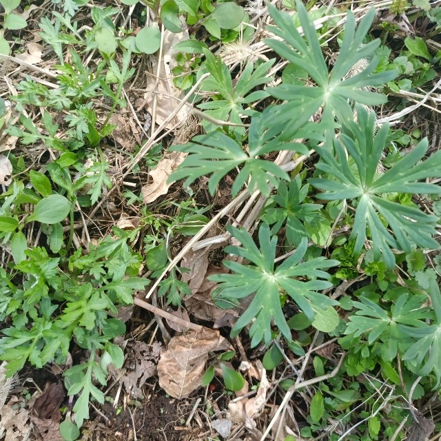 右がトリカブト。左がヨモギ（のんさん提供）