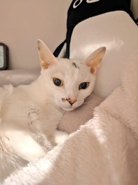 亡くなる前日に撮影した写真。最期、体には黄疸が出ており、耳やお腹には内出血があった