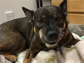 歯磨きガムを食べる姿がおじさんみたい　ミックス犬「ししまる」