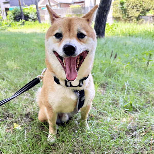 散歩中、にっこり笑顔の禄くん（画像提供：柴犬 ろくさん）