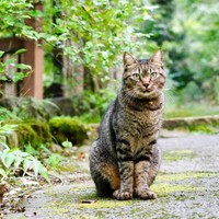 常連客から愛されるルル